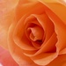 Orange Rose..... by carole_sandford