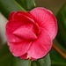 My Lidl Camellia by orchid99