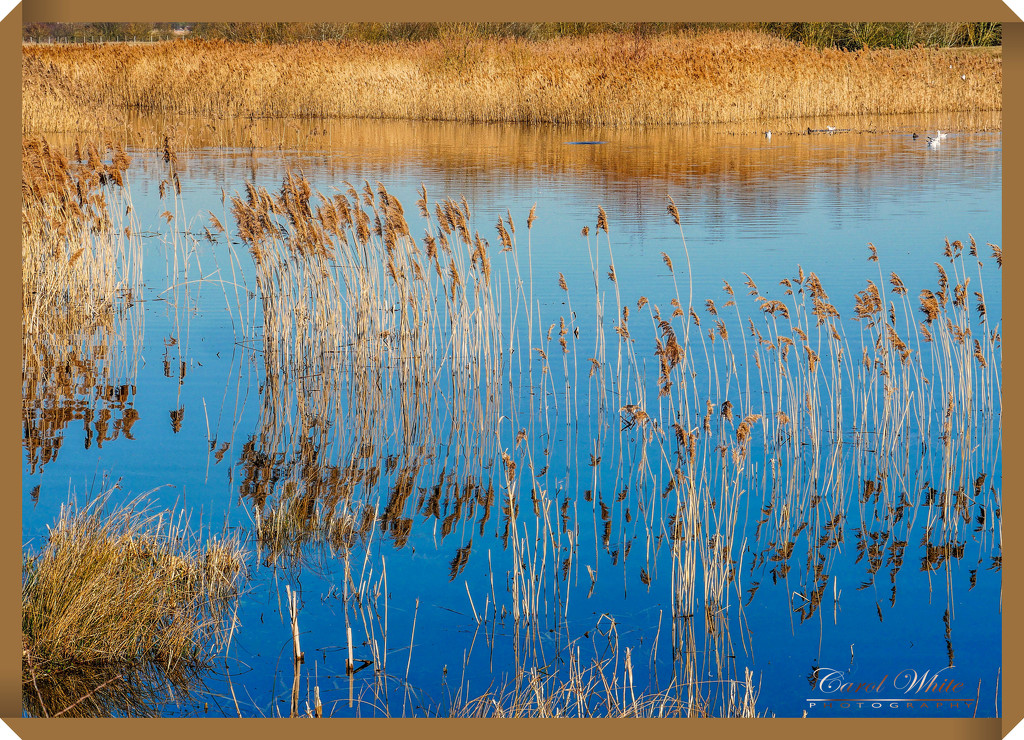 Grasses And Reflections by carolmw