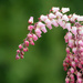 More Pre-Spring Blooms by seattlite