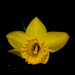 Daffodil by joansmor