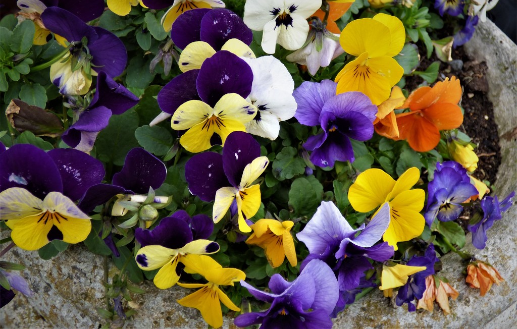 Violas  by beryl