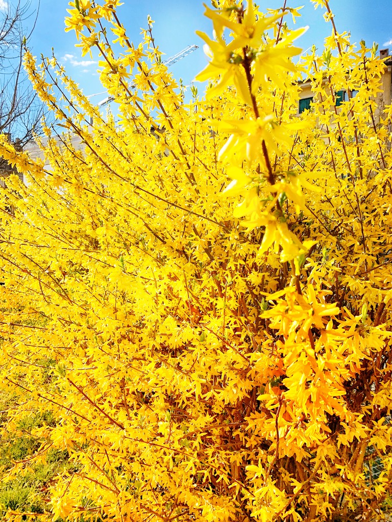 Forsythia- Yellow 3 by caterina