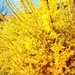 Forsythia- Yellow 3 by caterina