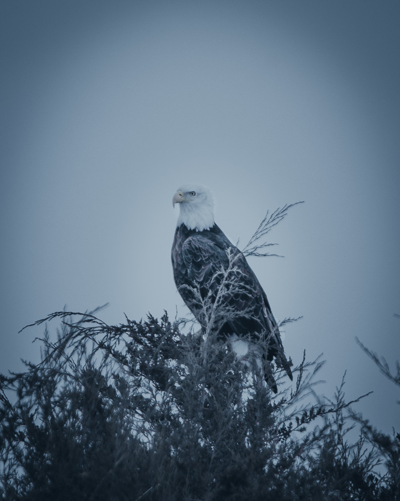 moody eagle by aecasey