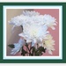 A White Chrysanthemum. by grace55