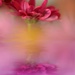 Chrysanthemum...... by ziggy77