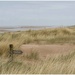 Ainsdale sand dunes today  by lyndamcg