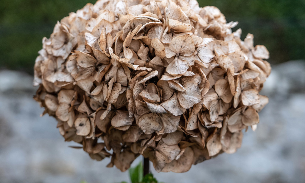Hydrangea Head by frequentframes