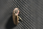 18th Mar 2019 - A Bug!