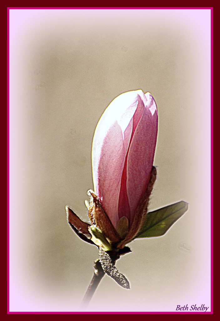 The Bud Before the Bloom by vernabeth