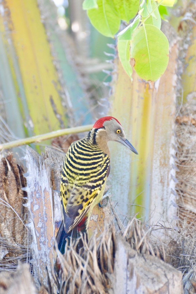 Hispaniolan Woodpecker by frantackaberry