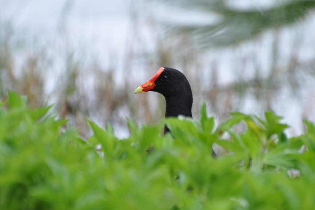 Common Gallinule by frantackaberry