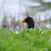 Common Gallinule by frantackaberry