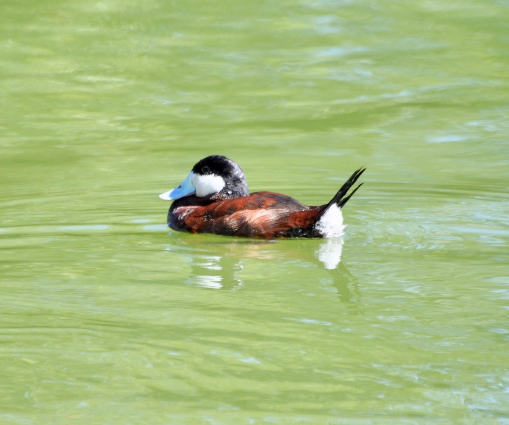 Ruddy Duck by frantackaberry
