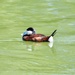 Ruddy Duck by frantackaberry