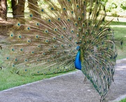 15th Mar 2019 - Beautiful Peacock