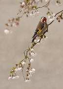 19th Mar 2019 - Goldfinch on blossom