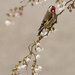 Goldfinch on blossom by shepherdmanswife