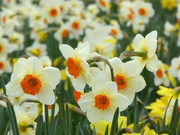 19th Mar 2019 - Dancing Daffodils.