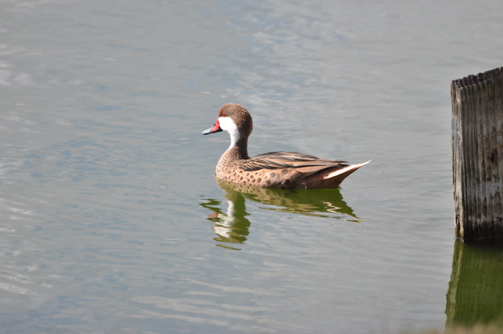 White Cheeked Pintail by frantackaberry