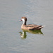 White Cheeked Pintail by frantackaberry