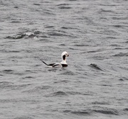 5th Mar 2019 - Long-Tailed Duck
