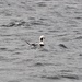 Long-Tailed Duck by frantackaberry