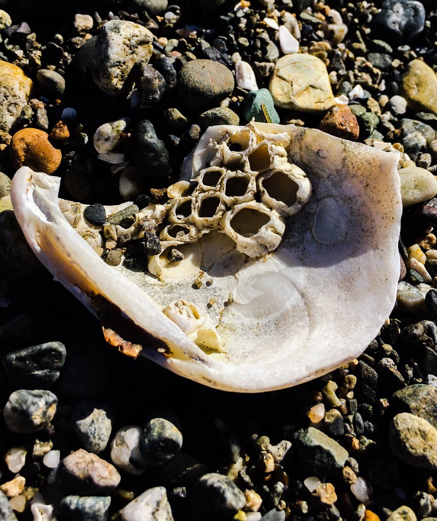 Barnacles on Shell by clay88