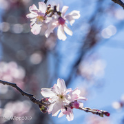 19th Mar 2019 - Blossoms 