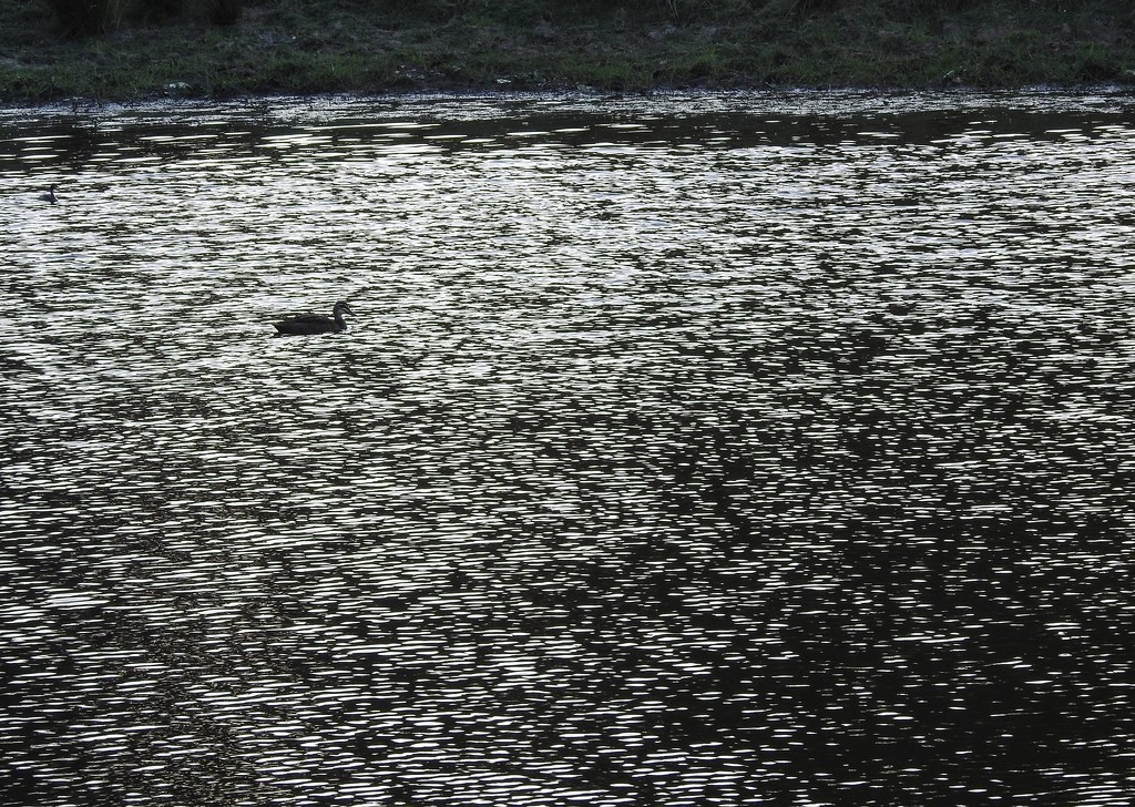 Duck on dam by jeneurell