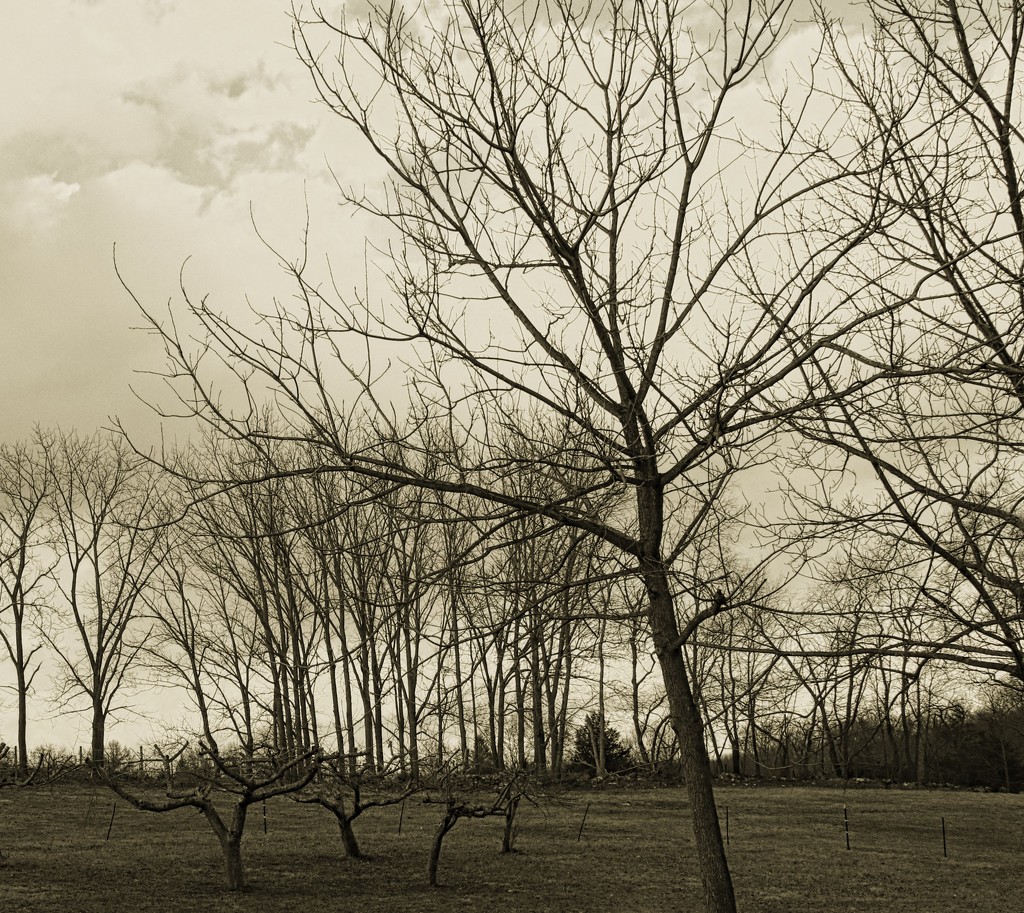 Day 78:  Field Of Trees by sheilalorson