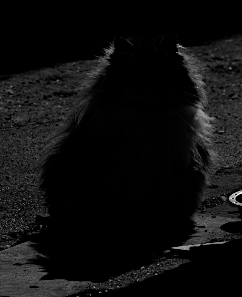 Back-lit Feral Cat by stephomy