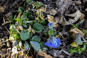 19th Mar 2019 - Frosty Pansy
