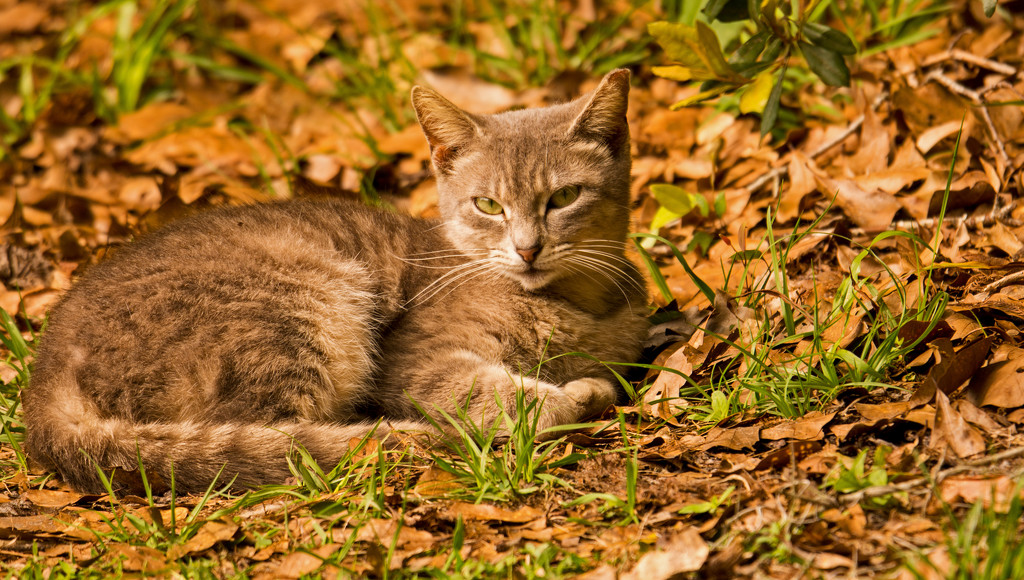 Feral Cat Enjoying the Sunshine! by rickster549