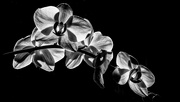 19th Mar 2019 - A Spray of Orchids in B&W