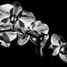A Spray of Orchids in B&W by taffy