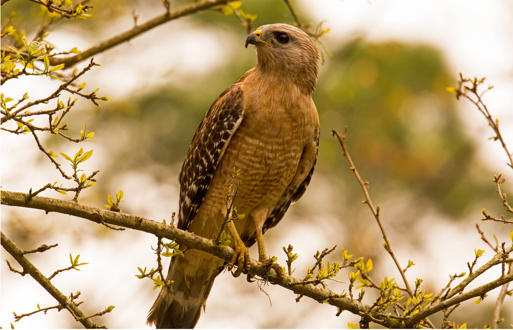 Red Shouldered Hawk Waiting to Pounce! by rickster549