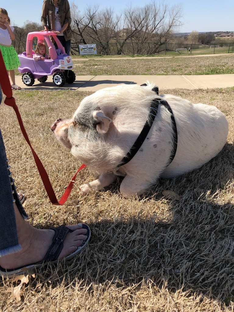 Bacon the Pig by 365projectorgkaty2