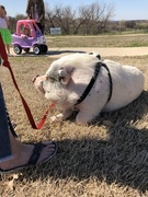 18th Mar 2019 - Bacon the Pig