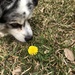 Stop & Smell the Flowers by 365projectorgkaty2