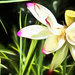 Lotus blossom by ludwigsdiana