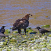 Juvenile Bald Eagle and friends by kathyo