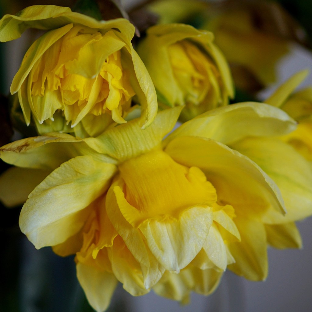 double daffodils by quietpurplehaze