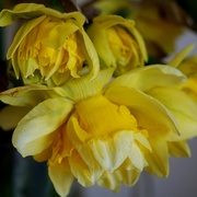 20th Mar 2019 - double daffodils