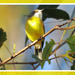 Yellow-breasted Robin by koalagardens