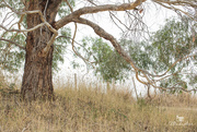 20th Mar 2019 - bush tree
