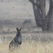 Bennetts Wallaby by kgolab