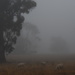 Morning Fog #1 by kgolab