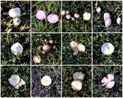 21st Mar 2019 - Autumn Mushrooms ~